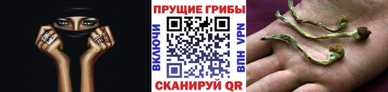 Галлюциногенные грибы Psilocybine cubensis  Дивногорск 