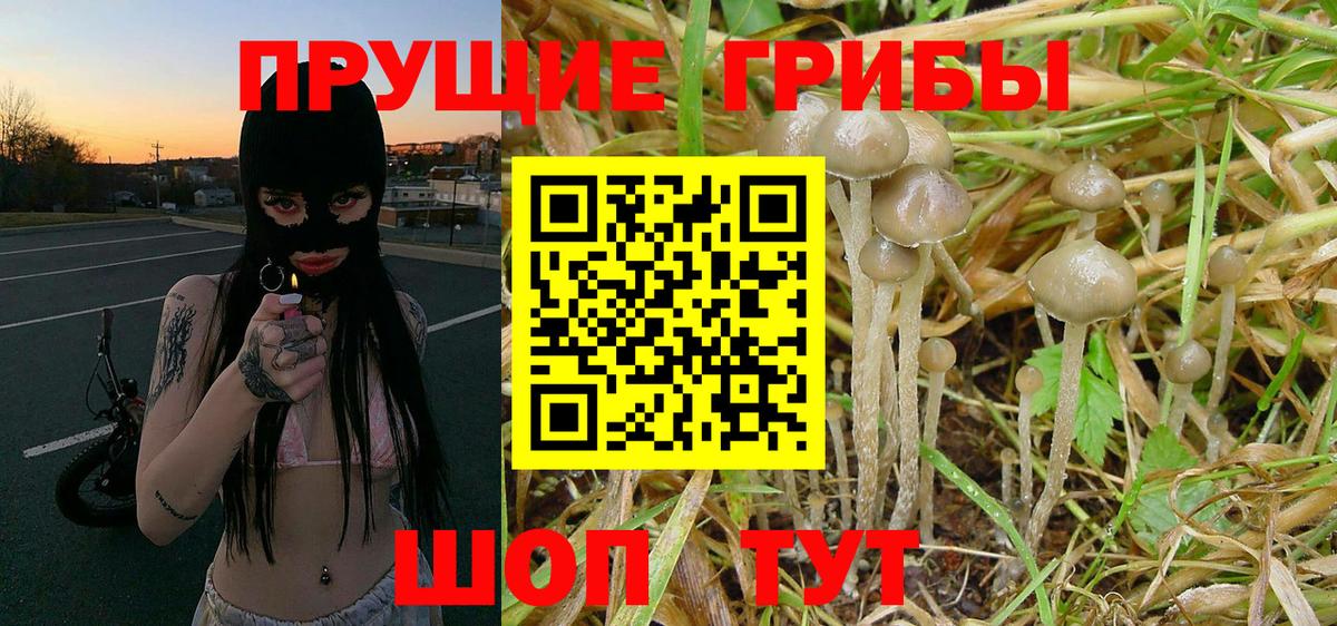 Галлюциногенные грибы Psilocybe Дивногорск