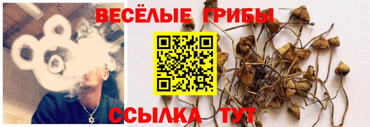 цена наркотик  Вход с VPN  Дивногорск  Псилоцибиновые грибы Psilocybe  Псилоцибиновые грибы Psilocybine cubensis 